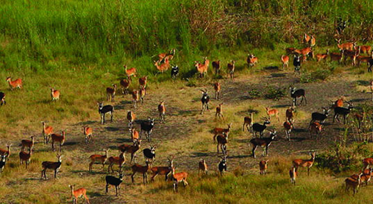 Gambela National Park